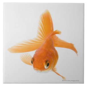 Fantail-Goldfisch (Carassius auratus) Fliese