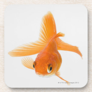 Fantail-Goldfisch (Carassius auratus) Untersetzer