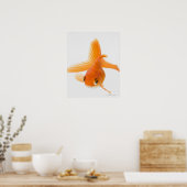 Fantail goldfish (Carassius auratus) Poster (Küche)