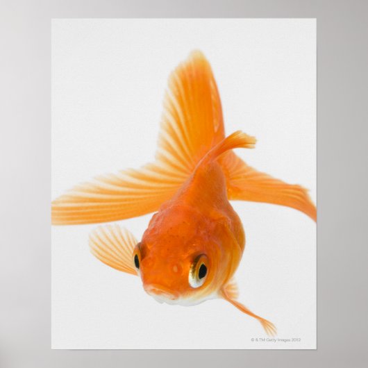 Fantail goldfish (Carassius auratus) Poster (Vorne)