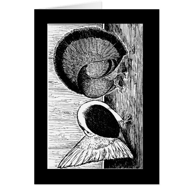 Fantail Pair (Vorne)