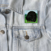 Fantail Pigeon Black Button (Beispiel)