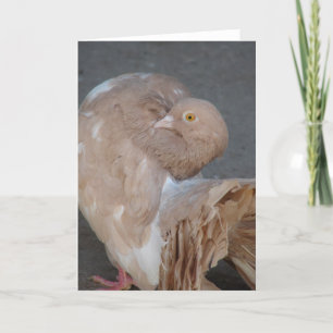 Fantail Pigeon Karte