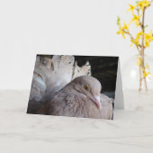 Fantail Pigeon Karte (Gelbe Blume)