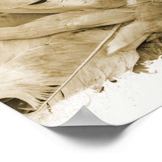 Fantail Pigeon Poster (Ecke)