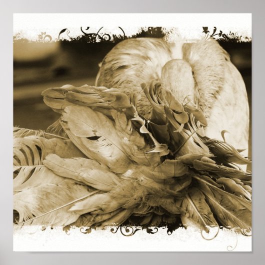 Fantail Pigeon Poster (Vorne)