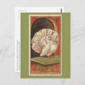 Fantail Pigeon Postkarte (Vorne/Hinten)
