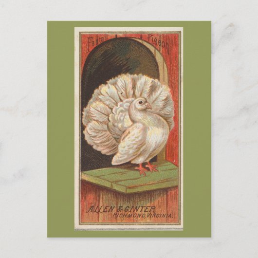 Fantail Pigeon Postkarte (Vorderseite)