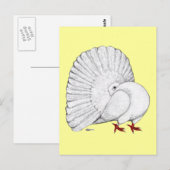 Fantail Pigeon White Postkarte (Vorne/Hinten)