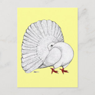 Fantail Pigeon White Postkarte