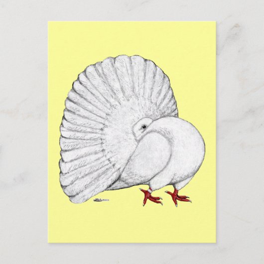 Fantail Pigeon White Postkarte (Vorderseite)