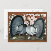 Fantail Pions Matched Pair Postkarte (Vorne/Hinten)