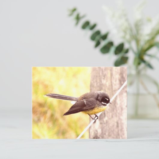 Fantail Postkarte (Stehend Vorderseite)