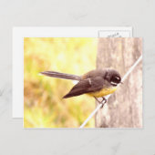 Fantail Postkarte (Vorne/Hinten)