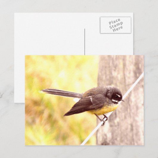 Fantail Postkarte (Vorne/Hinten)