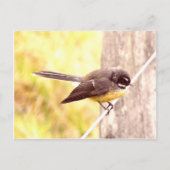 Fantail Postkarte (Vorderseite)