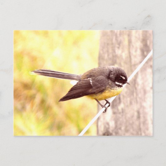 Fantail Postkarte (Vorderseite)