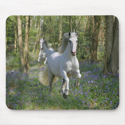 Fantasie-Pferde: Bluebell-Holz Mousepad (Vorne)