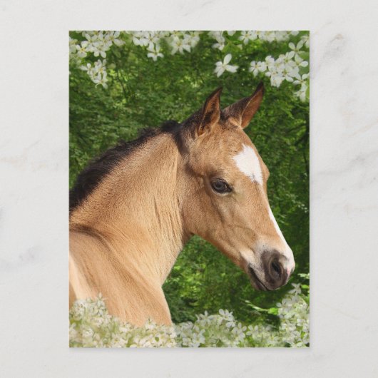 Fantasie-Pferde: Blumen Postkarte (Vorderseite)