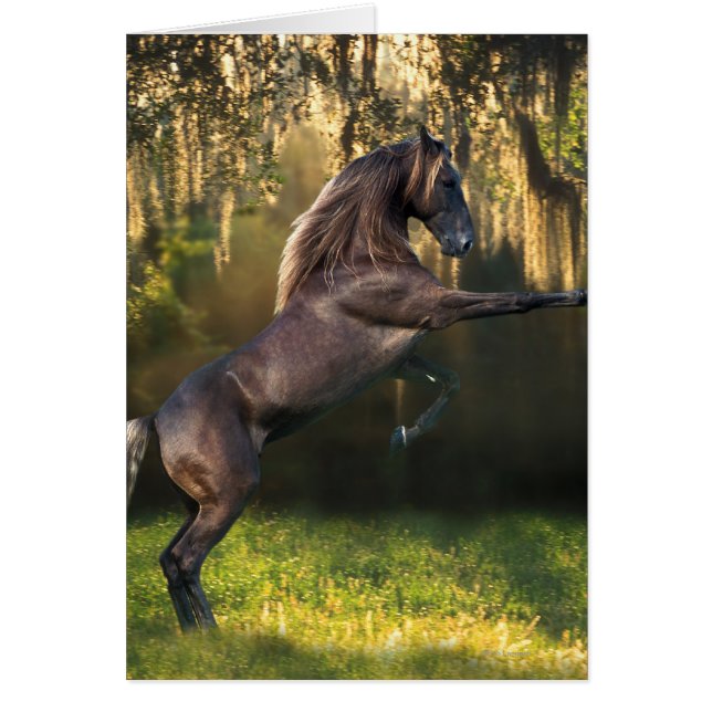 Fantasie-Pferde: Kriegers-Prinz (Vorne)