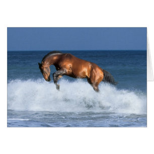 Fantasie-Pferde: Selle Francais u. Meer