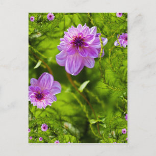 Fantasie Rosa Dahlie Postkarte