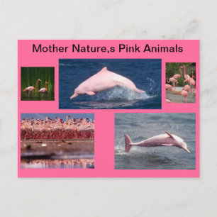 fantastische rosa Anzeige der Delphine und der Postkarte