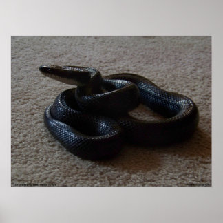 Fantastische schwarze Schlange Phantastisch Reptil Poster