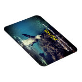 Fantastische Seelöwe unter Wasser Magnet (Rechte Seite)