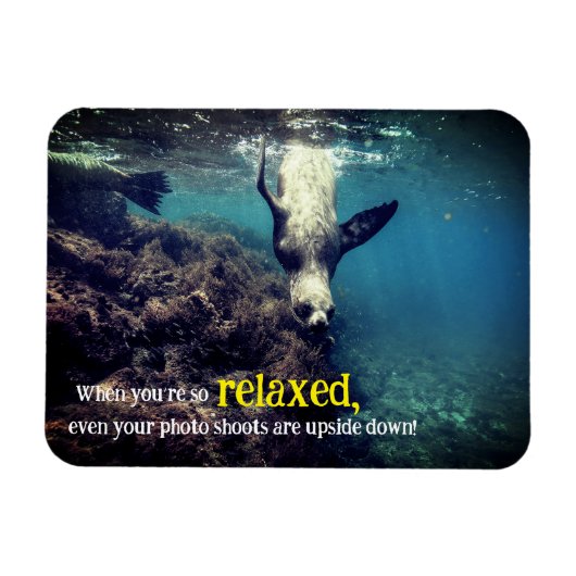 Fantastische Seelöwe unter Wasser Magnet (Horizontal)