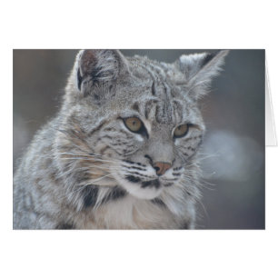Fantastischer Bobcat