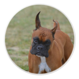 Fantastischer Boxer-Hund Keramikknauf
