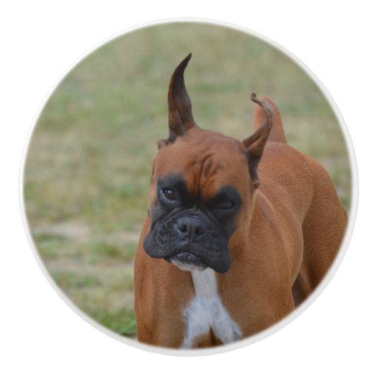 Fantastischer Boxer-Hund Keramikknauf (Vorderseite)