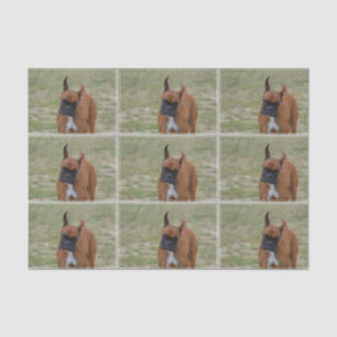 Fantastischer Boxer-Hund Seidenpapier