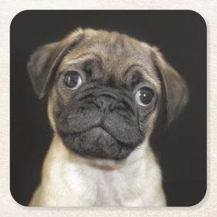 Fantastischer kleiner Mops-Welpe Rechteckiger Pappuntersetzer