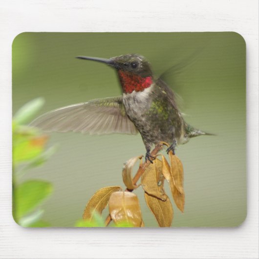 Fantastischer Kolibri Mousepad (Vorne)