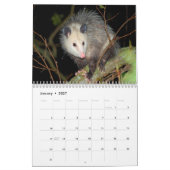 Fantastischer Opossum-Wandkalender Kalender (Jan 2027)