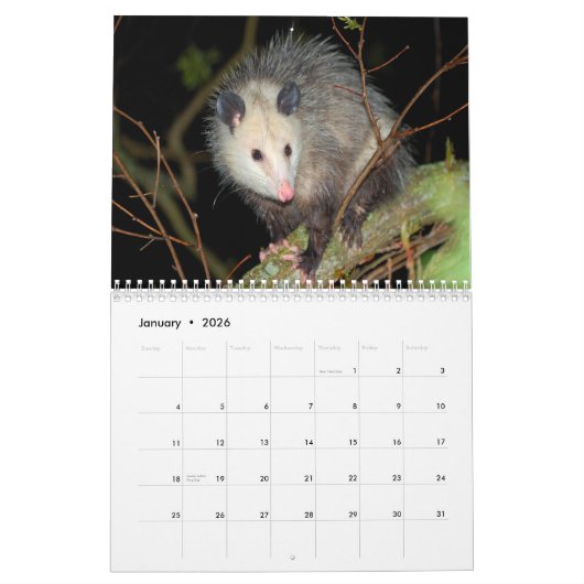 Fantastischer Opossum-Wandkalender Kalender (Jan 2026)