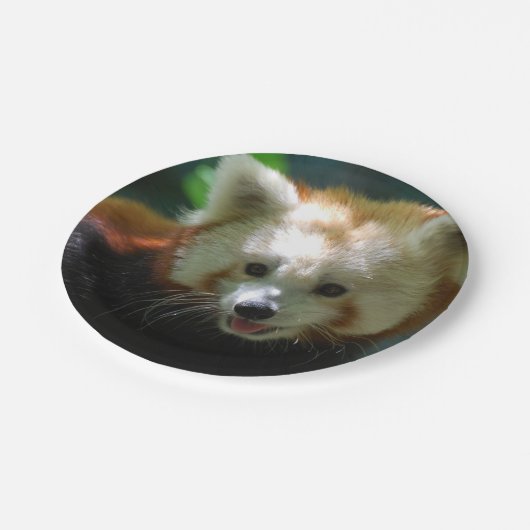 Fantastischer roter Panda Pappteller (Schrägansicht)