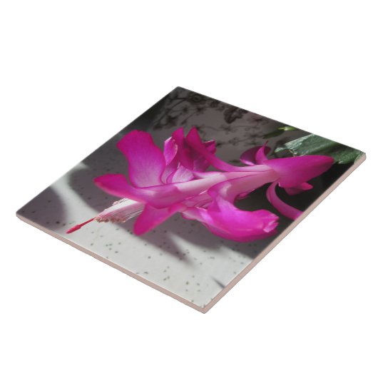 Fantastischer Weihnachtskaktus Fliese (Seite)