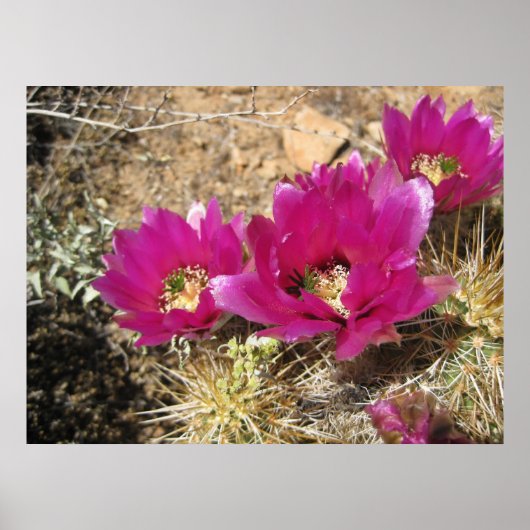 Fantastisches Fuschia (3) Poster (Vorne)