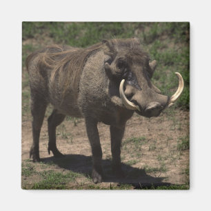 Fantastisches Warthog Magnet