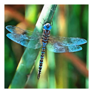 Fantasy Dragonfly in Türkis und Schwarz Fotodruck