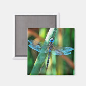 Fantasy Dragonfly in Türkis und Schwarz Magnet (Vorderseite/Rückseite)