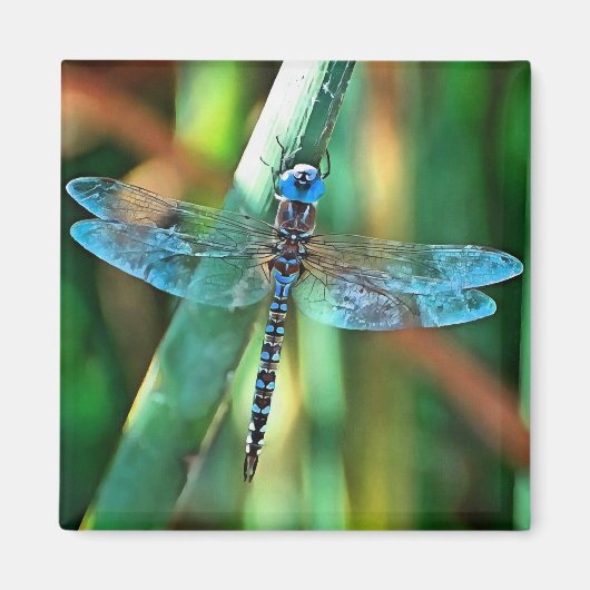 Fantasy Dragonfly in Türkis und Schwarz Magnet (Vorne)