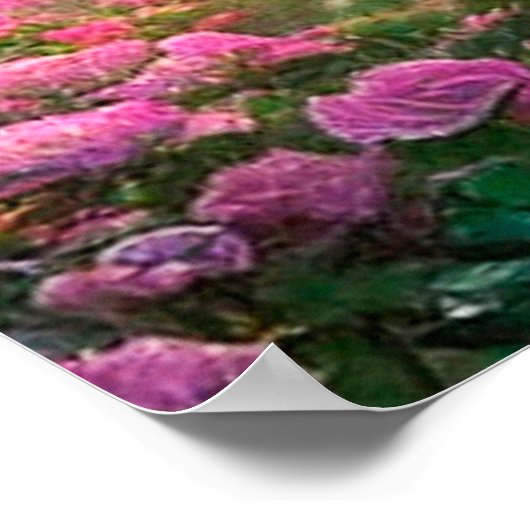 FANTASY Garden, Blume, Rose - Poster (Ecke)