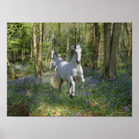 Fantasy Horses: Bluebell Wood Poster (Vorne)