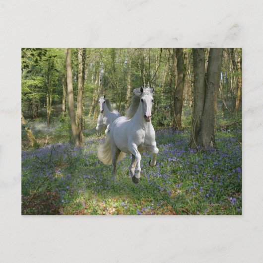 Fantasy Horses: Bluebell Wood Postkarte (Vorderseite)
