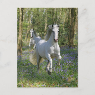 Fantasy Horses: Bluebell Wood Postkarte