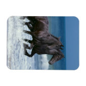 Fantasy Horses: Friesians & Sea Magnet (Horizontal)